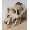 Crâne gorille