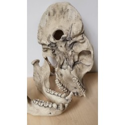 Crâne gorille