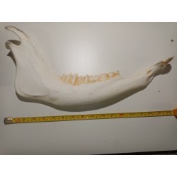 Hémi mandibule cheval de Prévalski