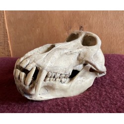 Crâne babouin