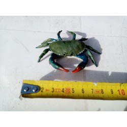 crabe vert étrille