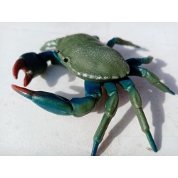 crabe vert étrille