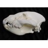 Crâne hyène Africaine