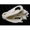Crâne hyène Africaine