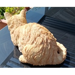 chat domestique