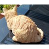 chat domestique