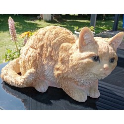 chat domestique