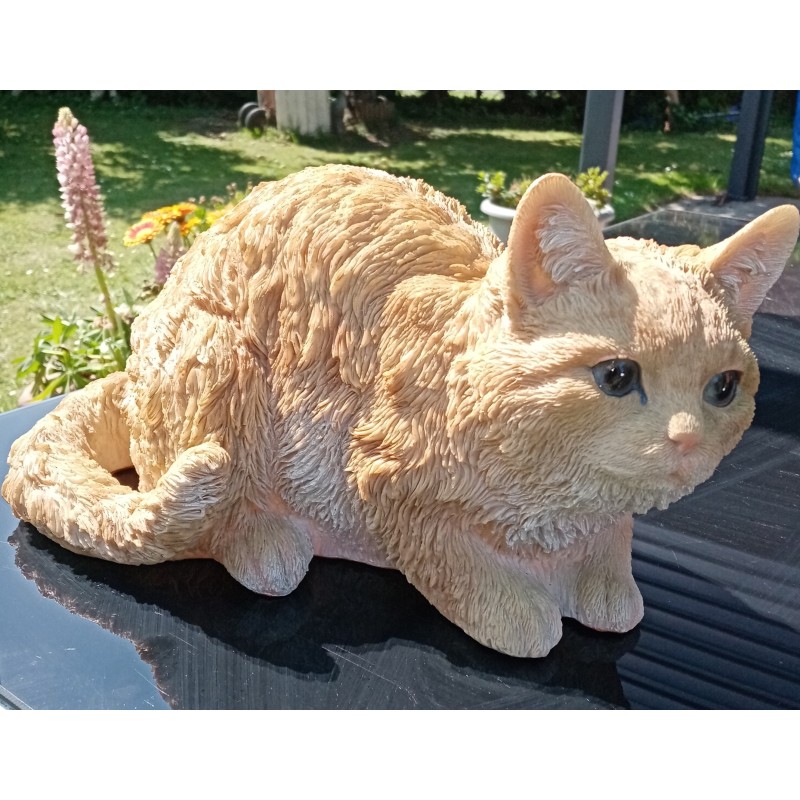 chat domestique