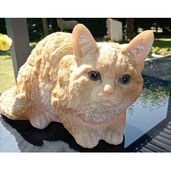 chat domestique