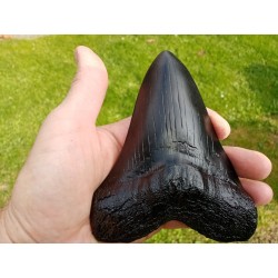 réplique dent de Mégalodon