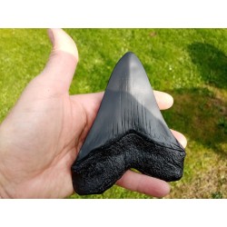 réplique dent de Mégalodon