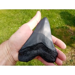 réplique dent de Mégalodon