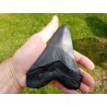 réplique dent de Mégalodon