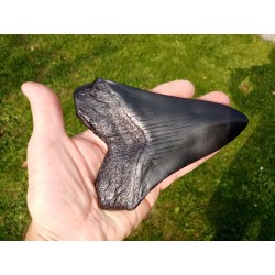 réplique dent de Mégalodon