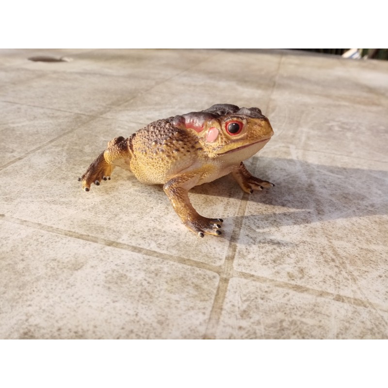 Crapaud PVC taille réelle