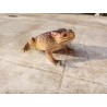 Crapaud PVC taille réelle