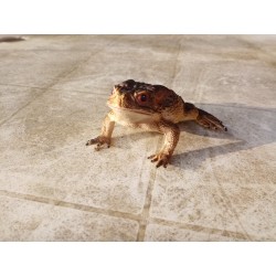 Crapaud PVC taille réelle