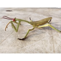 Reproduction  insecte mante...