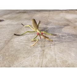 Reproduction  insecte mante religieuse