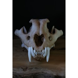 Crâne  jeune tigre du bengale