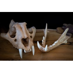 Crâne  jeune tigre du bengale