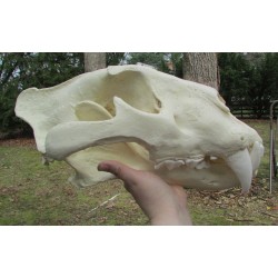 Crâne tigre de Sibèrie