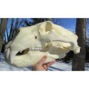 Crâne ours polaire