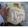 Crâne ours polaire