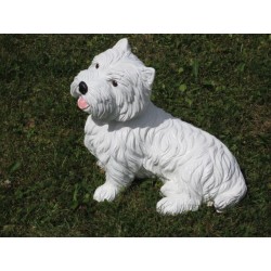 chien white terrier ( Whestie)