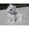 chien white terrier ( Whestie)