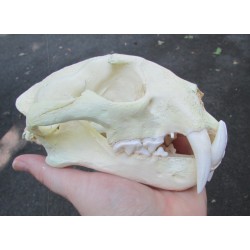 Crâne panthère longibande ou nébuleuse